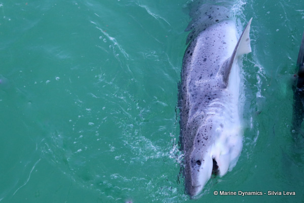 Broadnose sevengill shark, South Africa